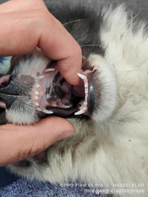 刚出生的狗狗多久长牙齿