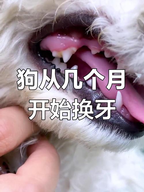 狗狗出生后多久后开始长牙齿