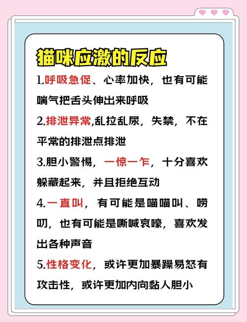 猫咪在室外收到惊吓后四处逃窜该怎么安抚?