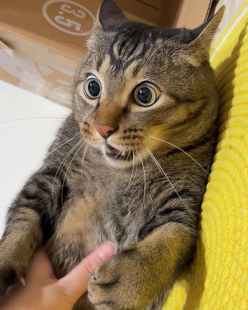 猫咪受惊吓后不活泼了