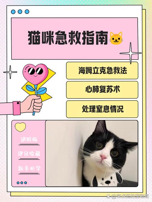 受惊吓的猫咪怎么缓解