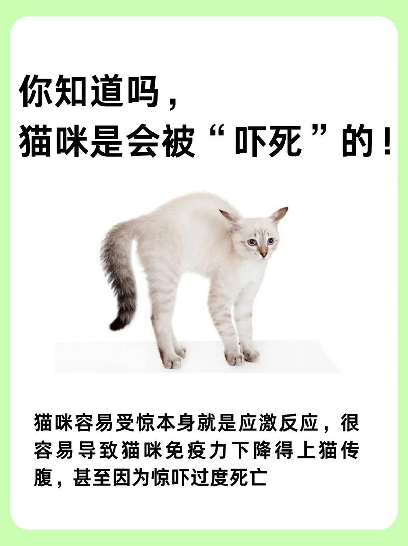 猫咪受惊吓后胆子小怎么办