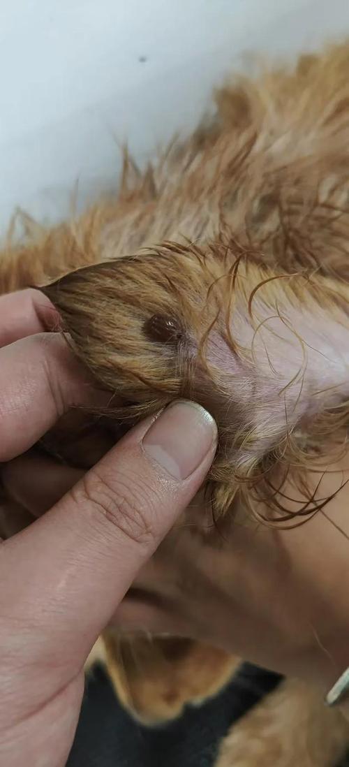 狗狗焦虫病症状