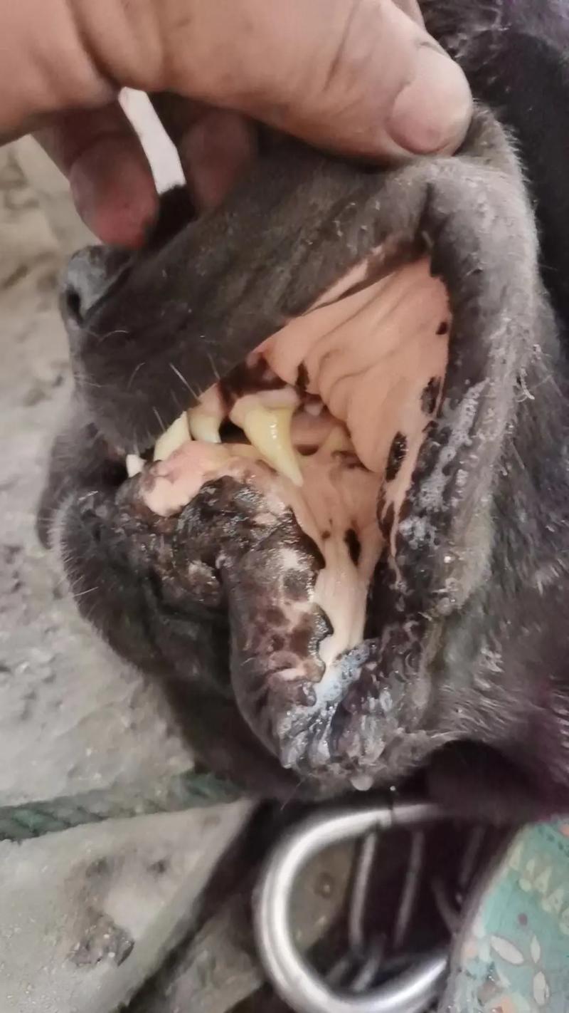 我家狗狗得了焦虫病!请问怎么治疗