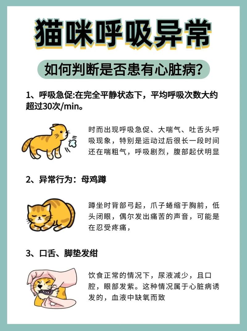 小猫睡觉时候喘息的特别快