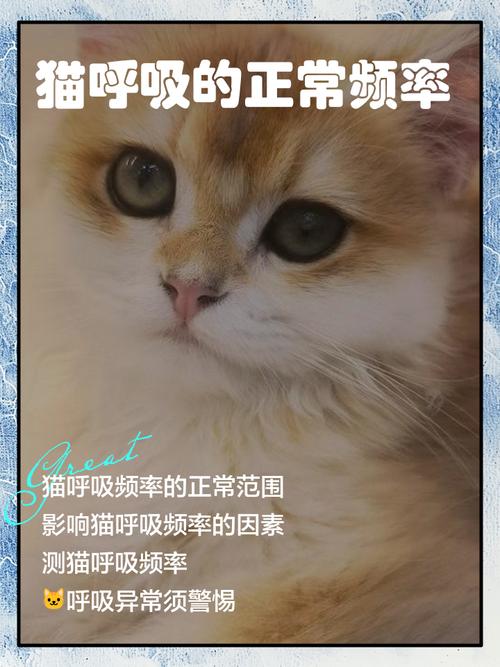 小猫睡觉呼吸急促