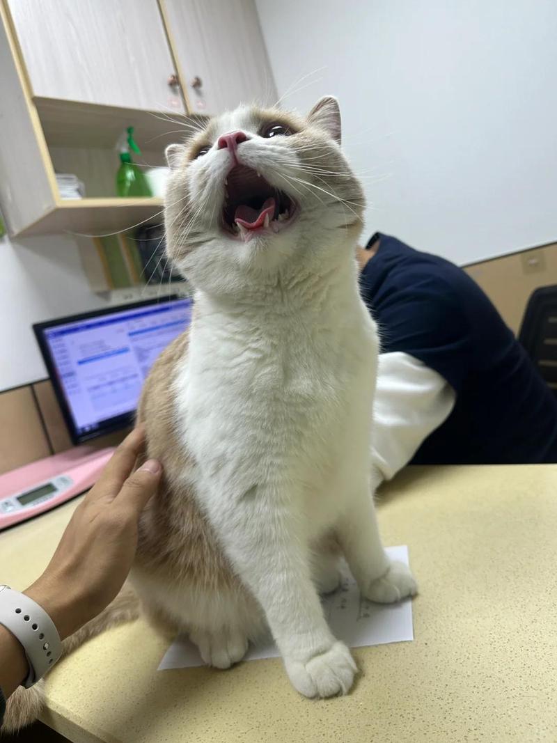 小猫睡着后呼吸急促