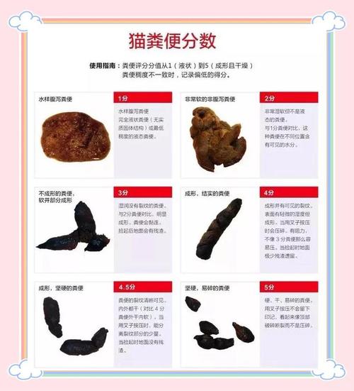 猫咪哪种算软便