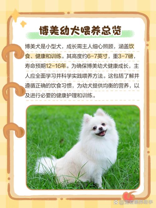 雪纳瑞犬每天喂多少狗粮比较合适?