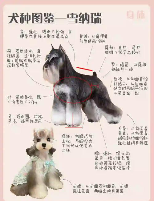 2斤重的小狗可以给它喂多少狗粮