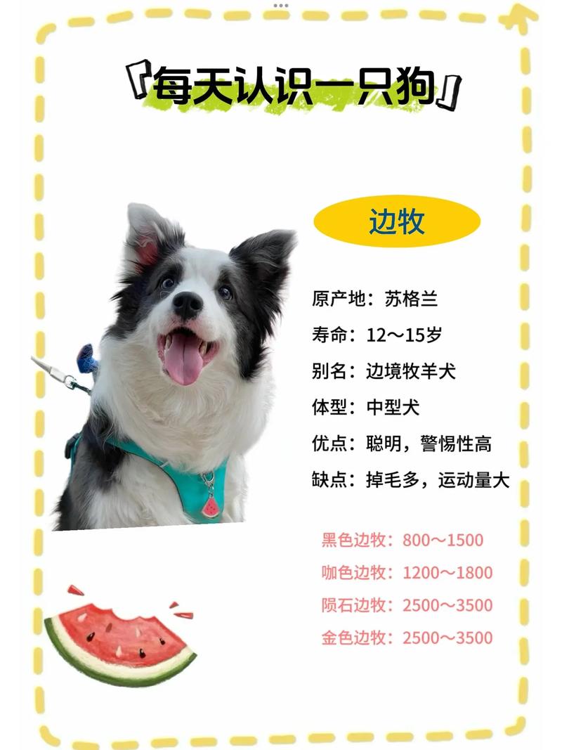 边牧犬多少钱一只