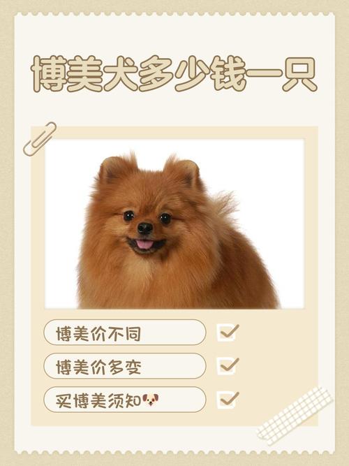 博美犬多少钱一只