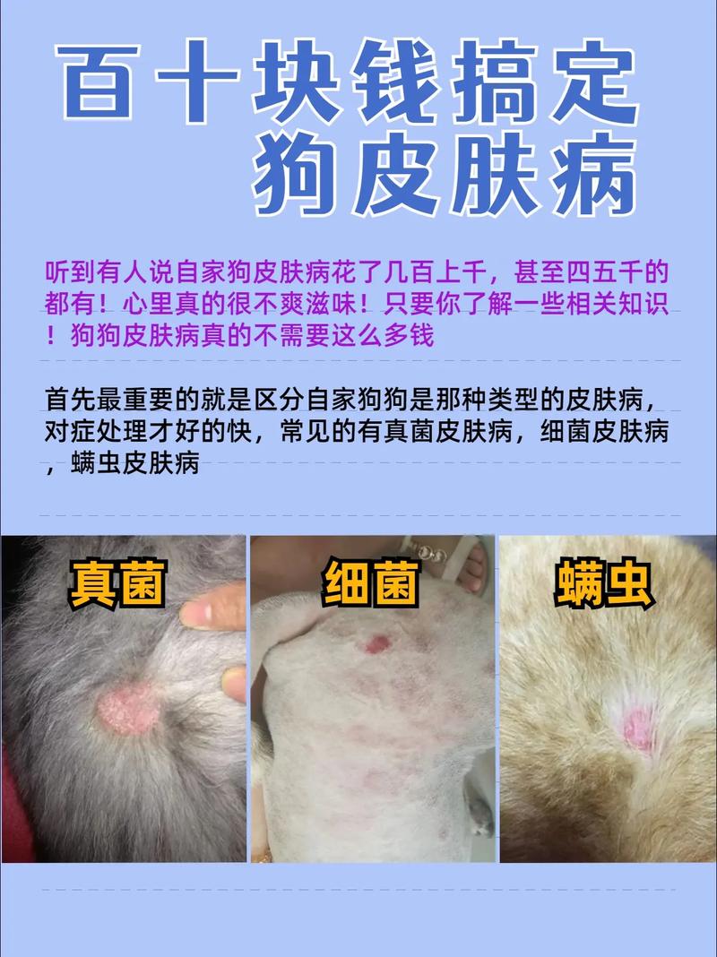 给狗狗治疗皮肤病大概要多少钱?