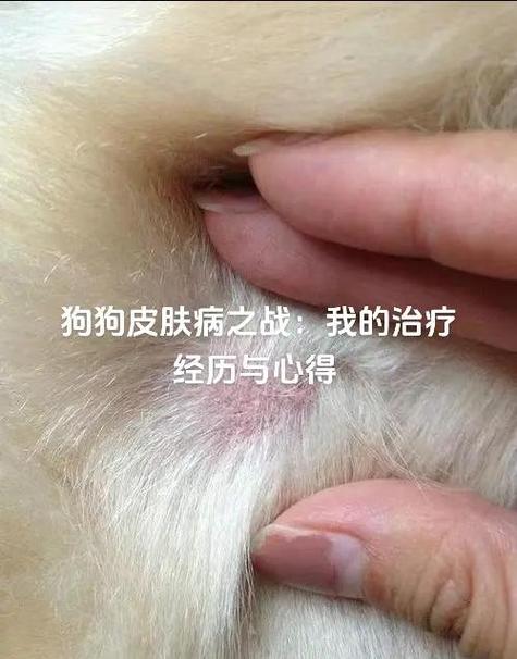 带狗狗去看病的话一般要多少钱啊,我想带它去看看皮肤