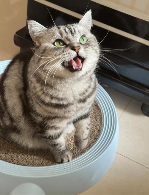 猫咪开心的表现