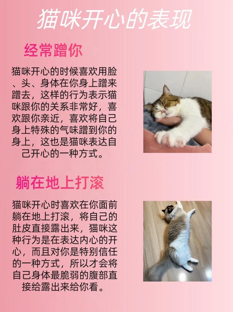 猫咪“开心”的7个表现,你却还不知道?