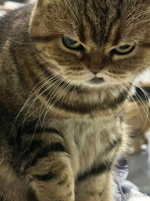 猫咪情绪全解读