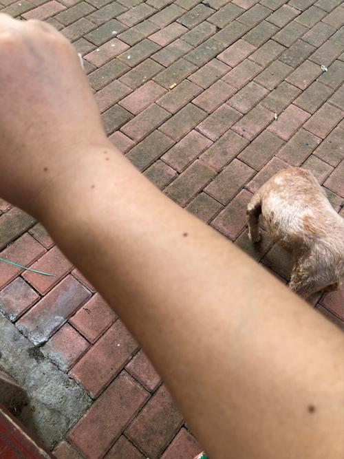 狗狗出现老年斑还能活多久