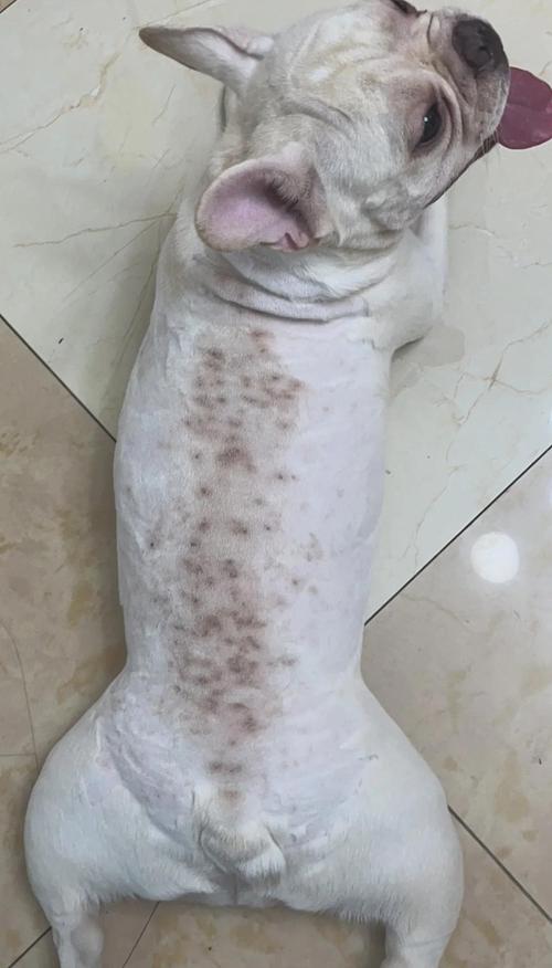 狗狗多大会长老年斑