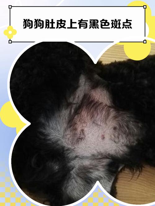 狗身上长黑色的斑是怎么回事