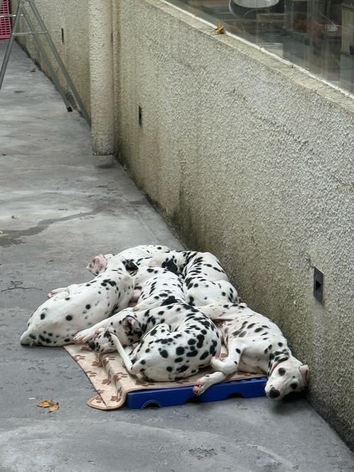 宠物狗身上长黑斑