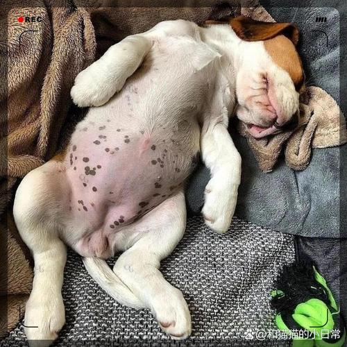 狗狗身上的黑斑越来越多是怎么回事?