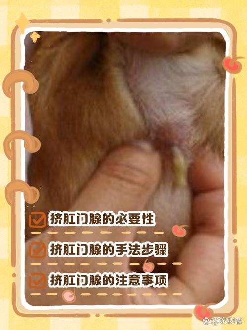 怎么判断狗狗肛门腺挤干净没