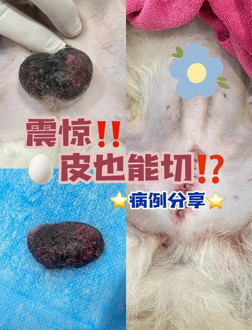 狗狗偷吃了两个皮蛋会死吗