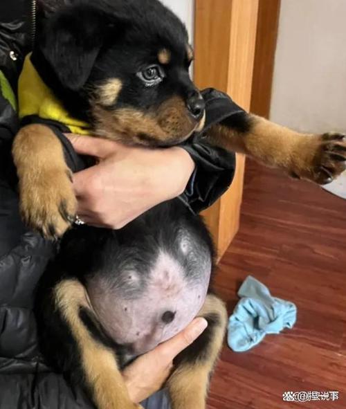 狗狗可以吃皮蛋吗