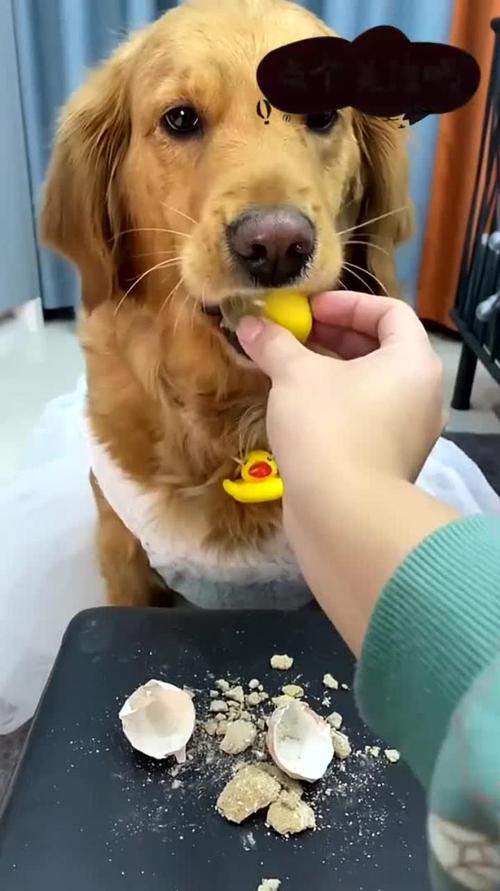 金毛吃了皮蛋会有哪些危害?