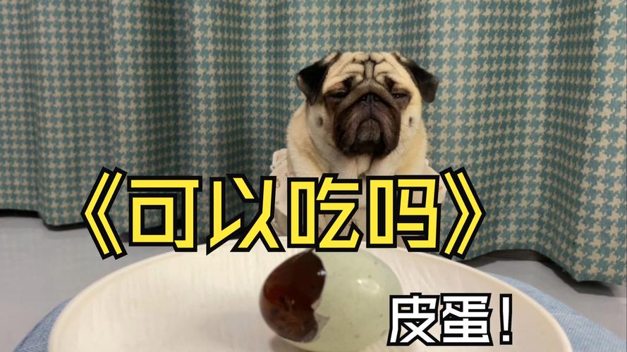 狗狗为什么要吃皮蛋
