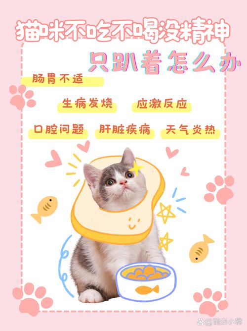 猫咪不吃不喝没精神只趴着怎么办