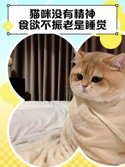 猫咪不吃不喝没精神走路不稳