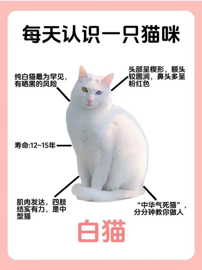 白色的猫咪名字