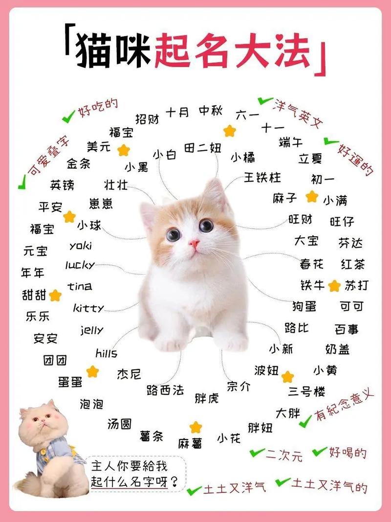 猫取什么名字比较好听