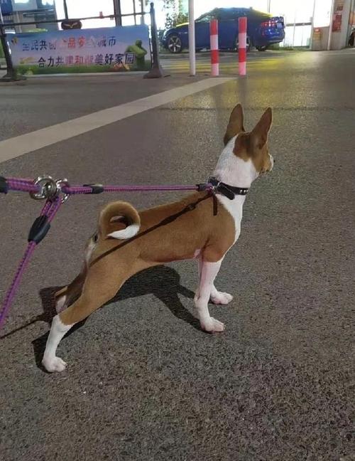 狗狗吃了一颗樱桃会不会有事狗狗不小心吃了一颗樱桃