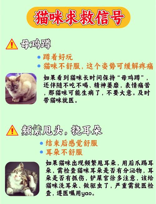 猫咪为什么会有口臭