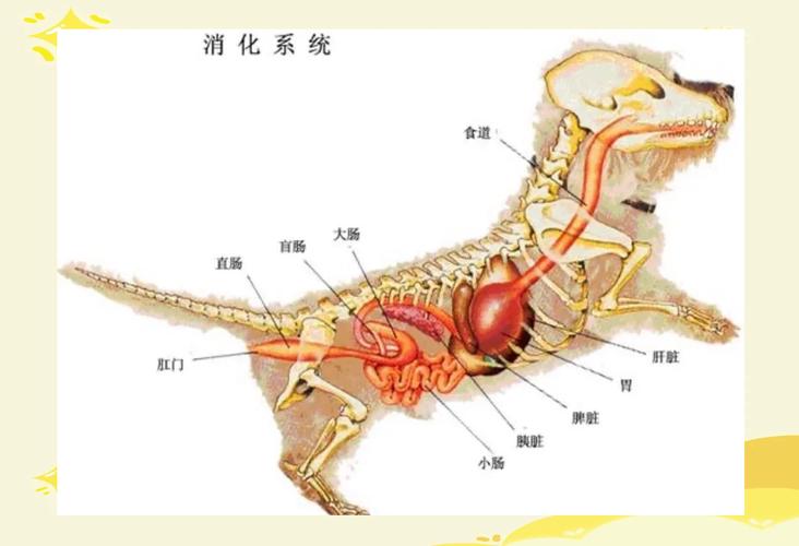 狗狗为什么有胃