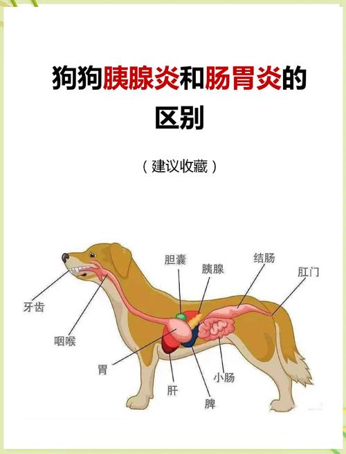 狗的胃部在身体的哪个部位