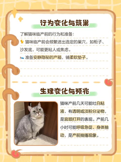 猫生产前几天开始找窝-猫咪找地方是否要生了