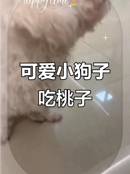 狗狗为什么不吃核桃