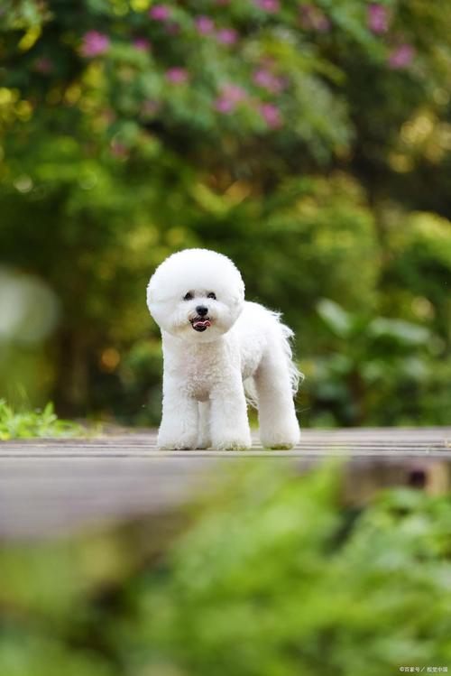 狗能吃带壳的核桃仁吗?