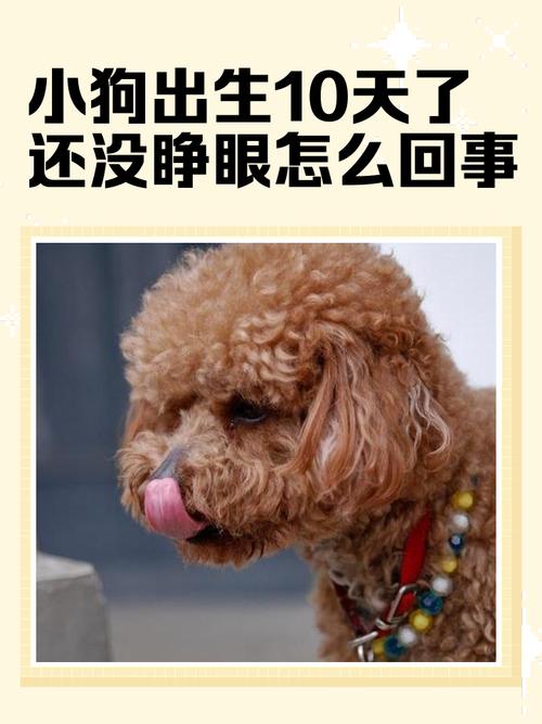 狗狗为什么还没有睁开眼睛