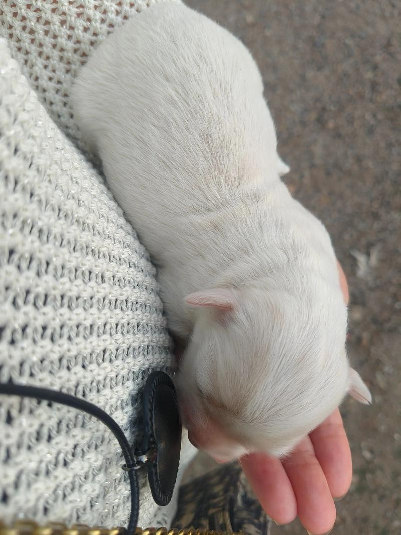 我家的狗狗生了小宝宝了,不知道几天能睁开眼睛?