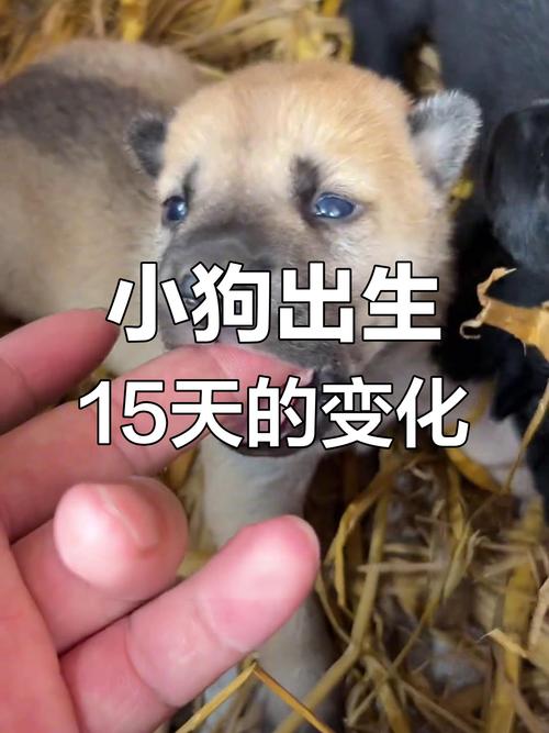 新手养狗需知|你想知道的都在这里1.