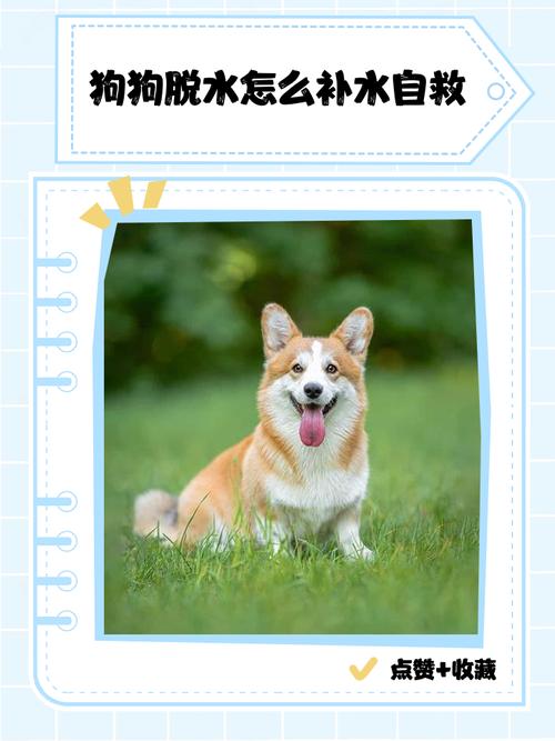 小狗可以喝白糖水吗