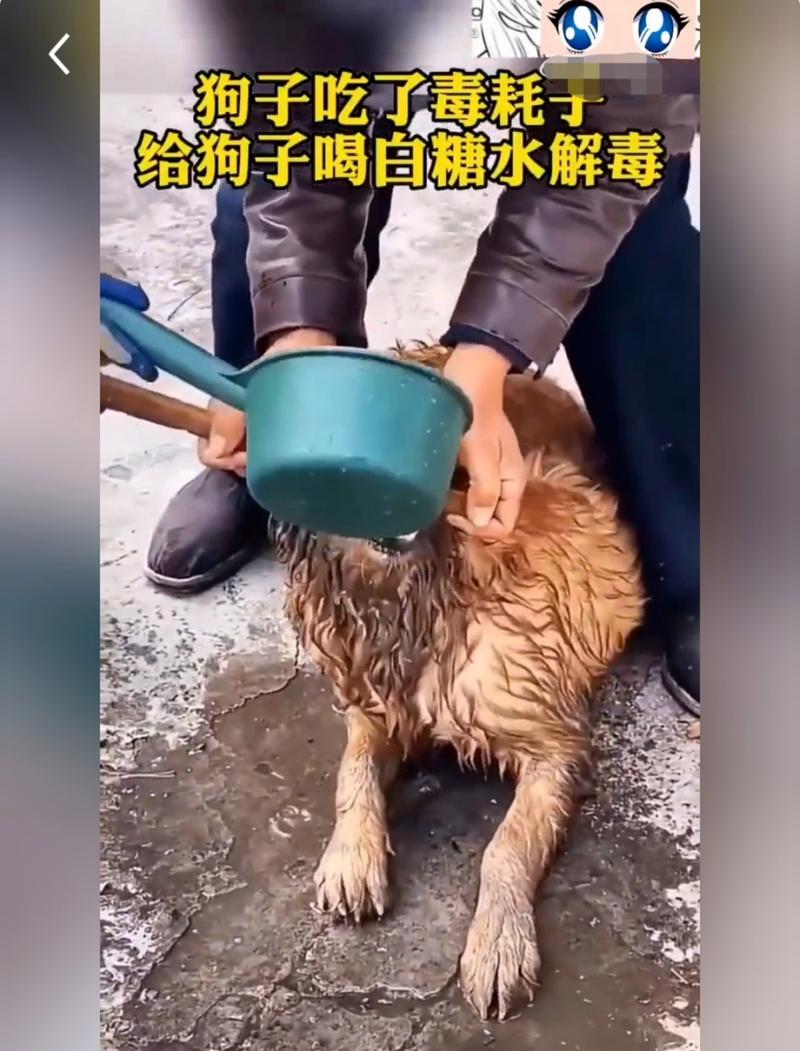 白糖水可以代替葡糖糖给狗狗喝吗