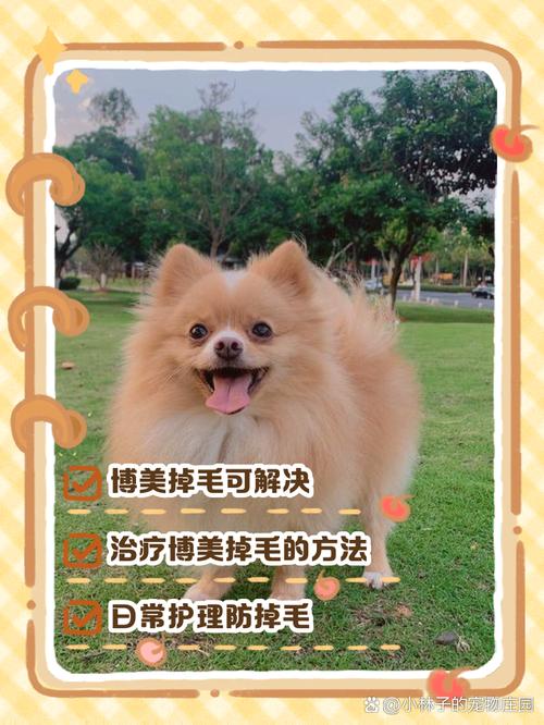 狗狗博美犬从什么时候开始掉毛?什么时候褪完胎毛