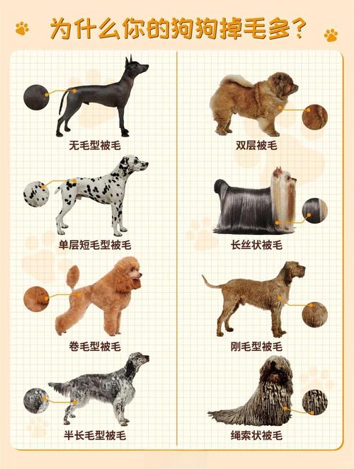 为什么狗狗3个月开始掉毛