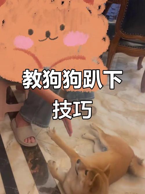 教狗狗趴下的行为怎么训练?轻松教会狗狗“趴下”!